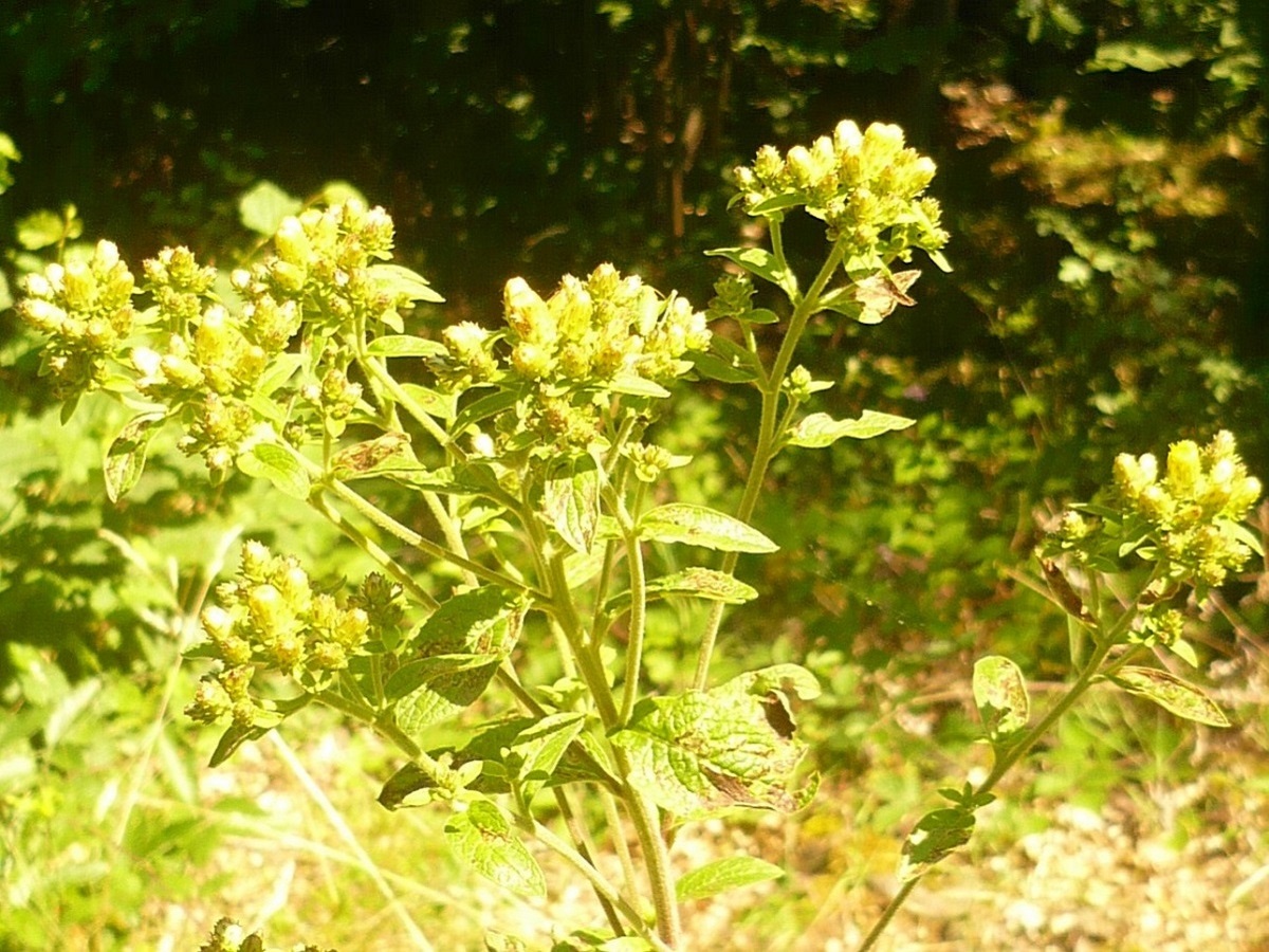 Inula conyzae (Asteraceae)